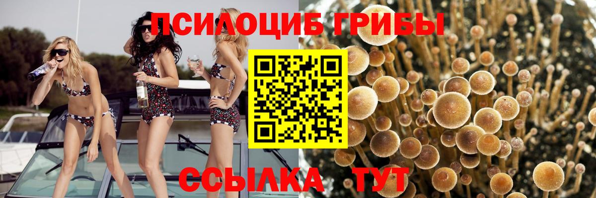 Псилоцибиновые грибы мицелий Ивантеевка